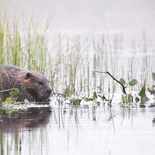 Last inn bildet i Galleri-visningsprogrammet, Beversafari med packrafts og kano