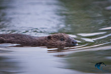 Last inn bildet i Galleri-visningsprogrammet, Beversafari med packrafts og kano