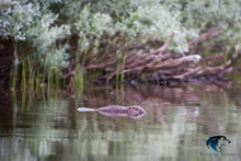 Last inn bildet i Galleri-visningsprogrammet, Beversafari med packrafts og kano