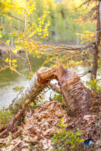 Last inn bildet i Galleri-visningsprogrammet, Beversafari med packrafts og kano
