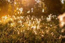Last inn bildet i Galleri-visningsprogrammet, Beversafari med packrafts og kano